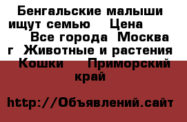 Бенгальские малыши ищут семью) › Цена ­ 5 500 - Все города, Москва г. Животные и растения » Кошки   . Приморский край